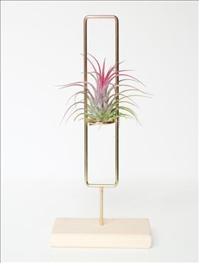 Squirle Brass Airplant