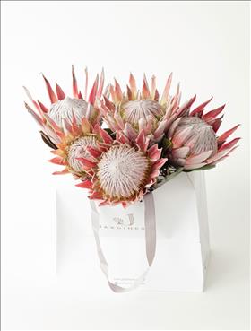 Protea Buketi