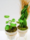 Pilea & Sanseveria