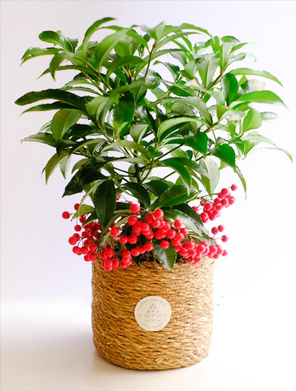 Ardisia Crenata