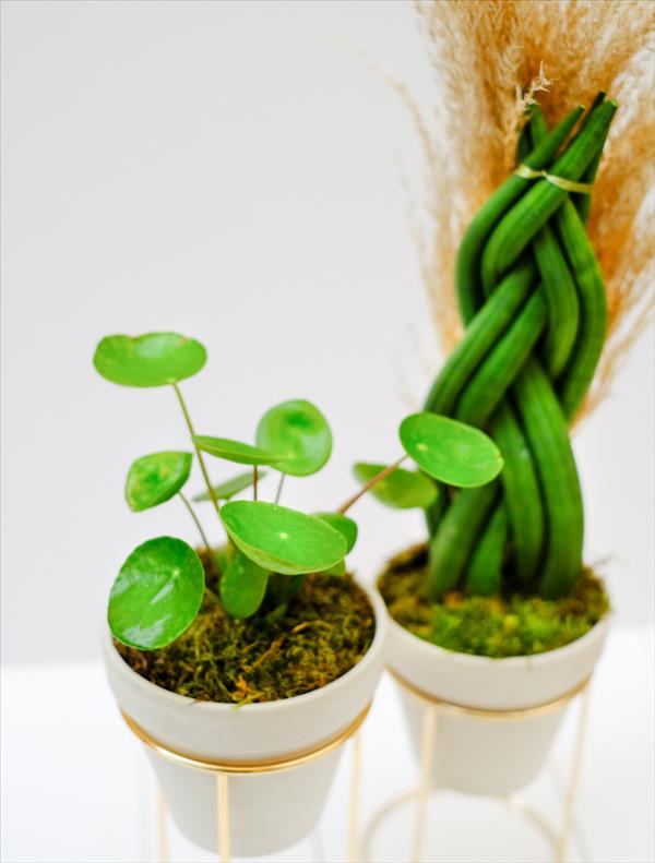 Pilea & Sanseveria