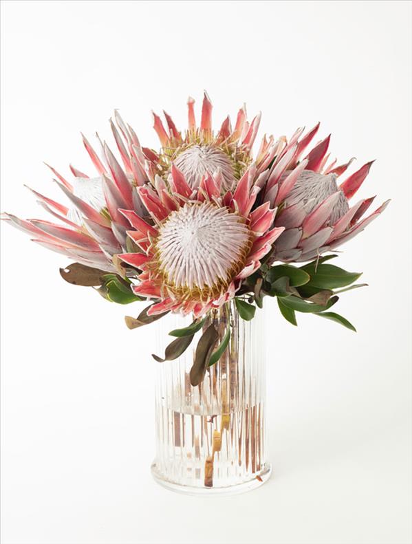 Protea Buketi